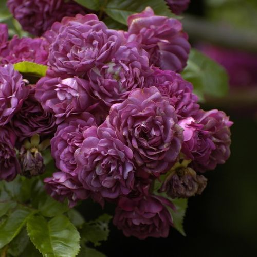 Gärtnerei - Rosa Bleu Magenta - violett - ramblerrosen - diskret duftend - Grandes Roseraies du Val de Loire - Eine einmal blühende Kletterrose mit grellen Farben und einem angenehmen Duft.